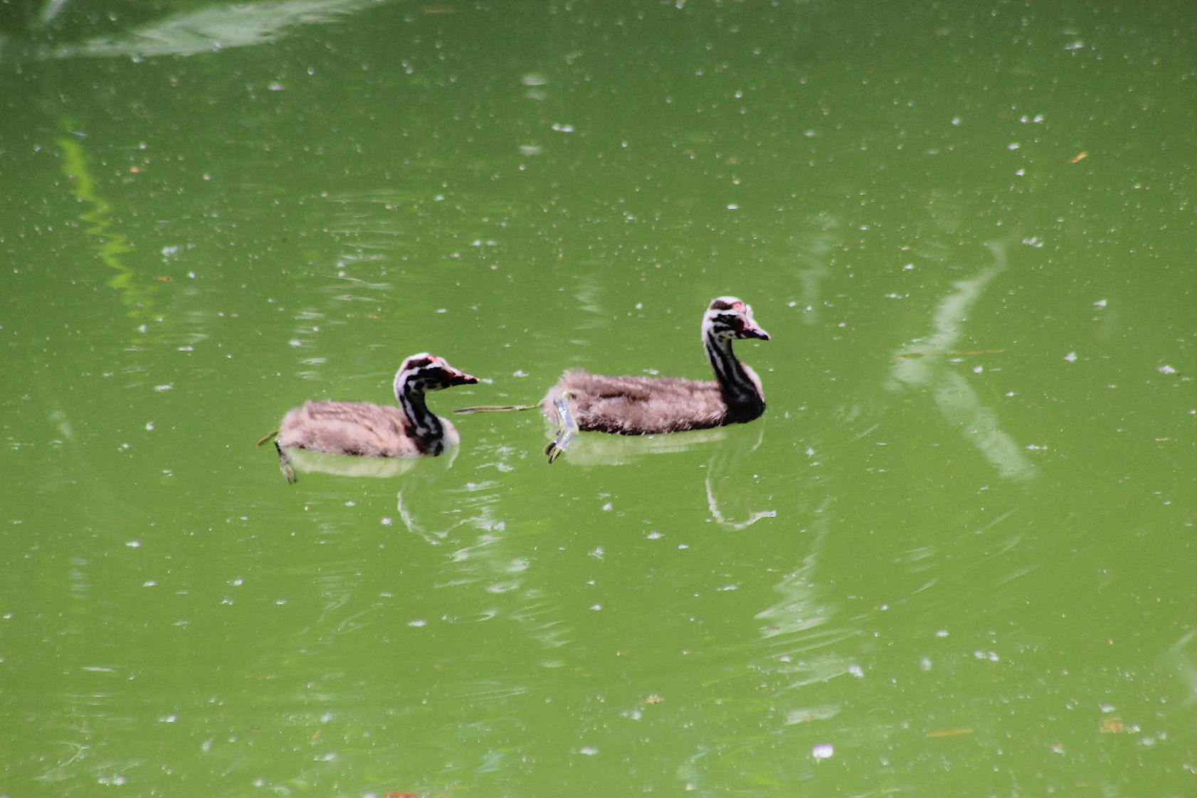 Svasso maggiore con piccoli
